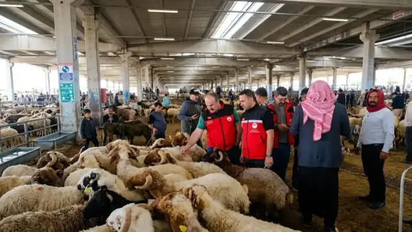 Samsun'da Kurban Bayramı Öncesi Sıkı Hayvan Denetimi