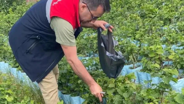 Samsun'da Bitki Pasaportu Denetimleri: Terme ve Çarşamba'da Sıkı Takip
