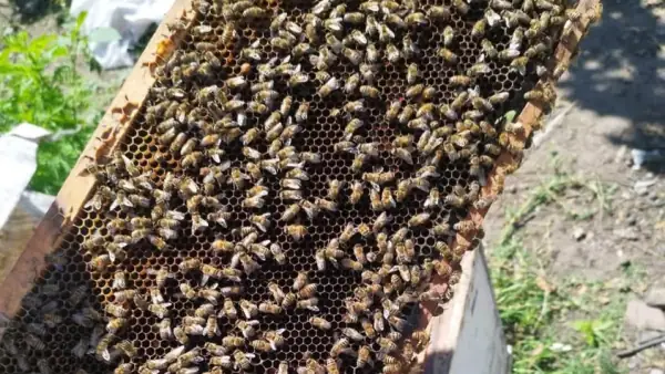 Samsun'da Arı Sağlığı ve Hastalıkları Denetimi Yapıldı