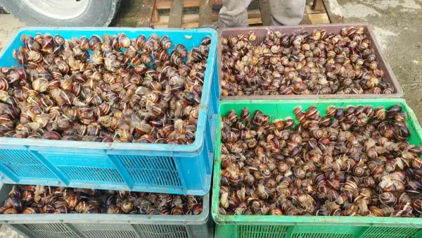 Çarşamba Yeşilırmak'ta Su Ürünleri Denetimi Yapıldı