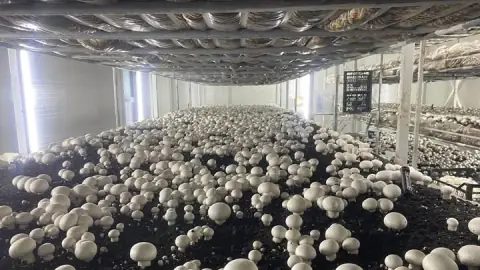 Samsun Kadamut Mahallesi'nde Tam Otomasyonlu Mantar Üretimi Başladı