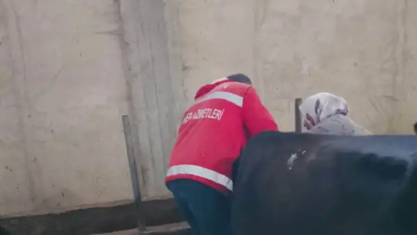 Çarşamba Yeni Karacalı'da Hayvanlara Şap ve Brusella Aşısı