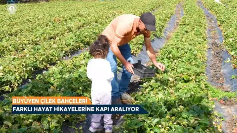 Alaçam Çileği İçin Üreticilere Tarımsal Destek Verildi