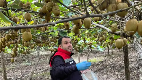 Çarşamba'da Kivi Bahçelerinde Hasat Öncesi Pestisit Denetimi