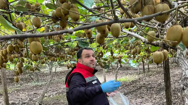 Çarşamba'da Kivi Bahçelerinde Hasat Öncesi Pestisit Denetimi