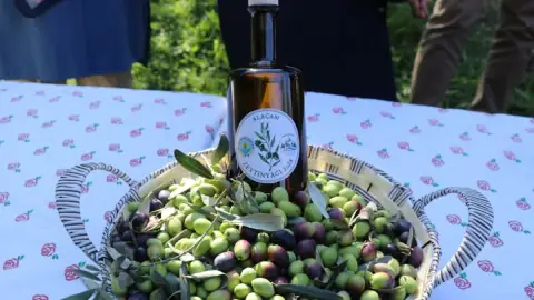 Alaçam'da Zeytin Yetiştiriciliği Büyüyor: Yeni Fidan ve Makine Desteği
