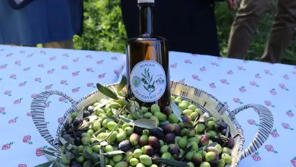 Alaçam'da Zeytin Yetiştiriciliği Büyüyor: Yeni Fidan ve Makine Desteği